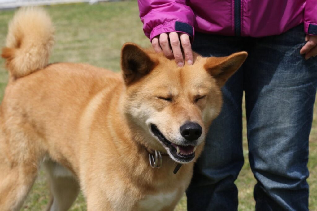 飼い主が死ぬ前にペットにできることとは